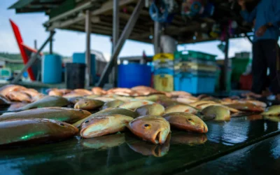 Il Circular Marine Food System sostenuto dalla ricerca italiana