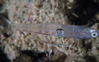 Piccolo, ma di lusso: ecco cos’è il rossetto, delizia “protetta” che vive nel mare toscano