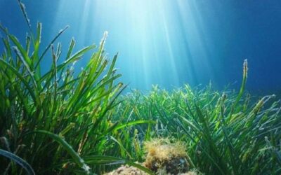 La pianta nelle profondità del mare è una garanzia per la biodiversità