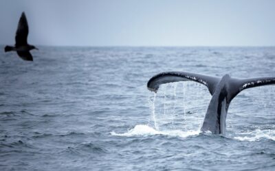 La tutela del mare come opportunità di crescita: l’intervista a ONTM